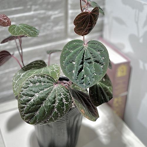 観葉植物 ピペル sp. ピンクスペシャル 3号ポット(個体おまかせ1鉢