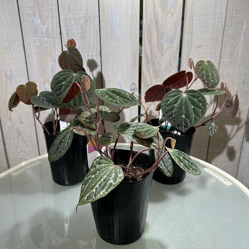 観葉植物 ピペル sp. ピンクスペシャル 3号ポット(個体おまかせ1鉢