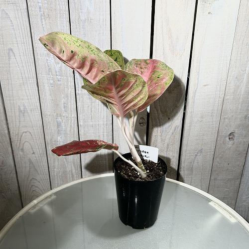 観葉植物 アグラオネマ マハセッティー 3.5号硬質ロングポット(現品
