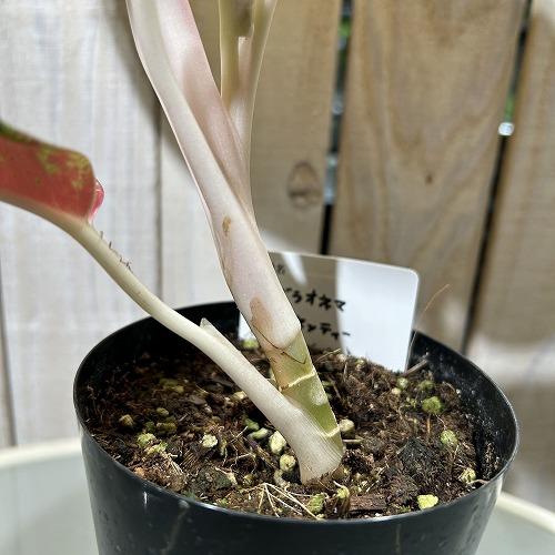 観葉植物 アグラオネマ マハセッティー 3.5号硬質ロングポット(現品