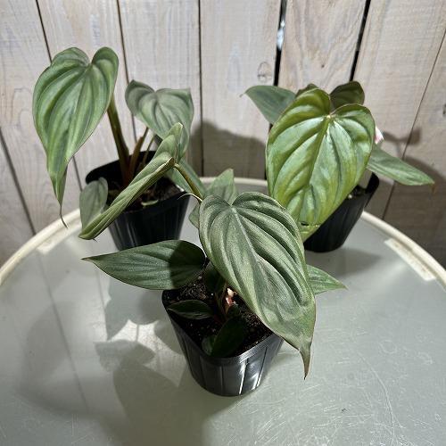 126 sp Colombia コロンビア　フィロデンドロン Philodendron sp Colombia フィロデンドロンspコロンビア