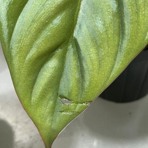 観葉植物 フィロデンドロン sp. クリスタルグリーン コロンビア 3.5号