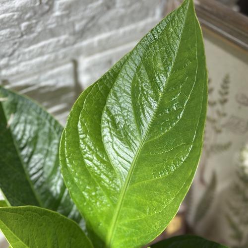 観葉植物 アンスリウム ジェンマニー 3.5号(個体おまかせ1鉢