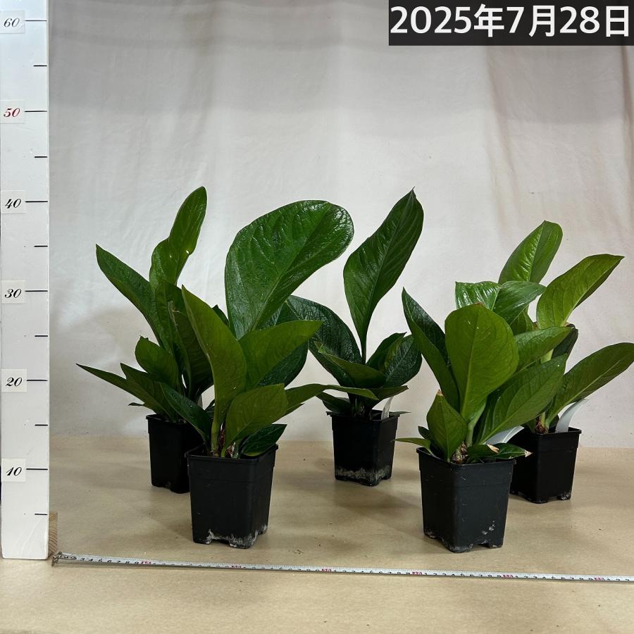 観葉植物 アンスリウム ジェンマニー 3.5号(個体おまかせ1鉢
