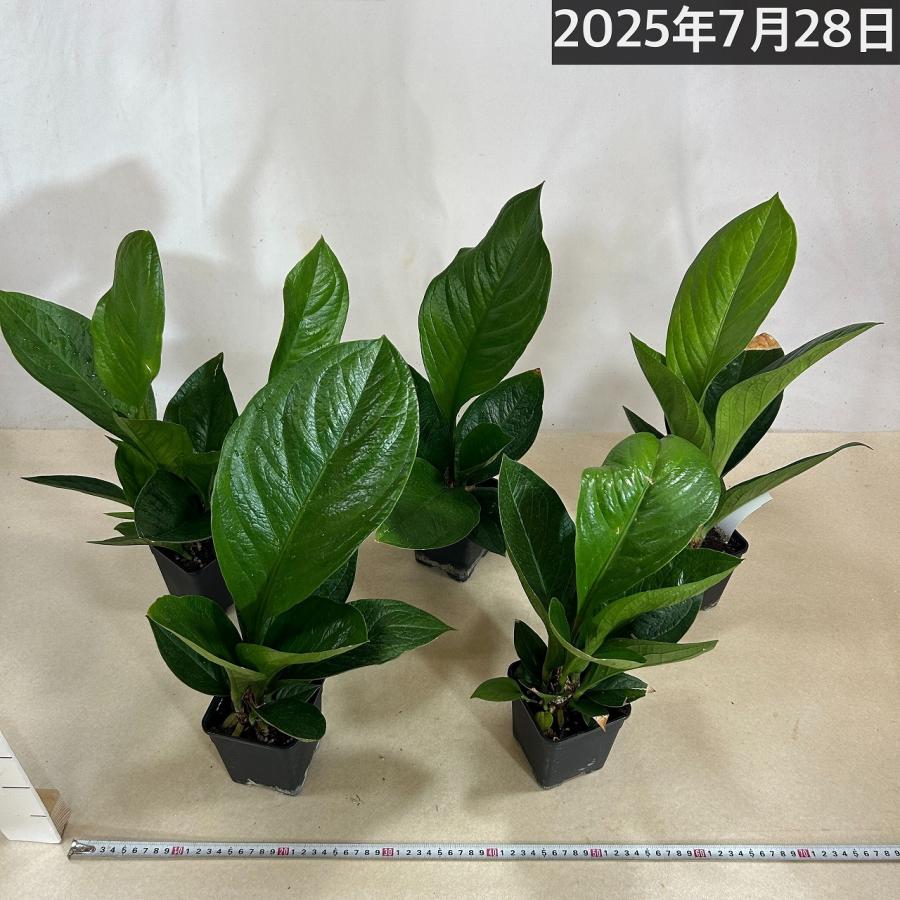 観葉植物 アンスリウム ジェンマニー 3.5号(個体おまかせ1鉢