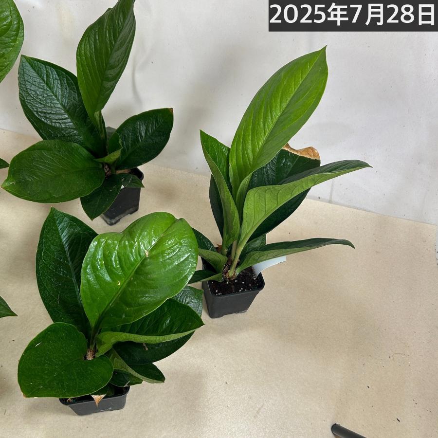 観葉植物 アンスリウム ジェンマニー 3.5号(個体おまかせ1鉢