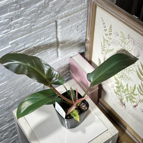 観葉植物 フィロデンドロン サヤカ 3.5号(個体おまかせ1鉢) インテリア