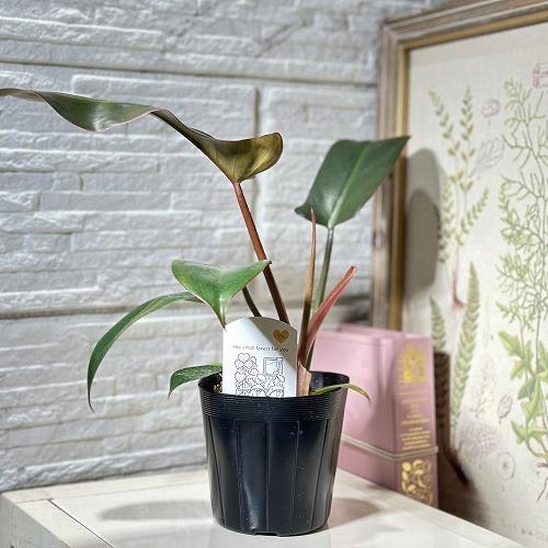 観葉植物 フィロデンドロン サヤカ 3.5号(個体おまかせ1鉢) インテリア
