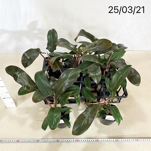 観葉植物 フィロデンドロン サヤカ 3.5号(個体おまかせ1鉢) インテリア
