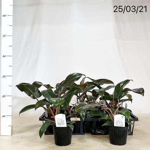 観葉植物 フィロデンドロン サヤカ 3.5号(個体おまかせ1鉢) インテリア