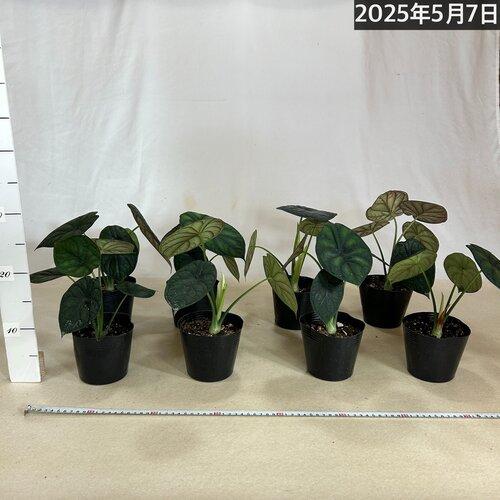 観葉植物 アロカシア アイギス(イージス) 4号ポット(個体おまかせ1鉢