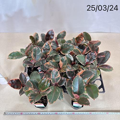 観葉植物 フィカス ルビー 2.5号(個体おまかせ1鉢) インテリアグリーン