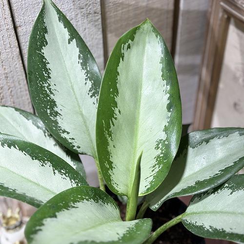 観葉植物 アグラオネマ オオサカブラック 6号(個体おまかせ1鉢