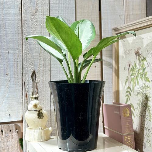 アグラオネマ　オオサカブラック　No.002　鉢、送料込　メルカリ便 アグラオネマ オオサカブラック No.002 鉢、送料込 メルカリ便