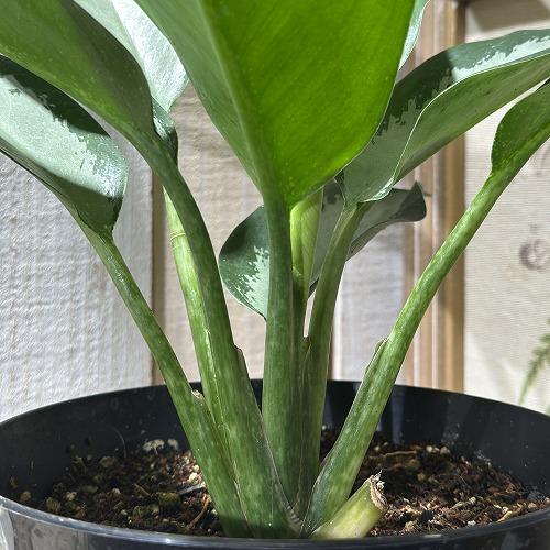 観葉植物 アグラオネマ オオサカブラック 6号(個体おまかせ1鉢