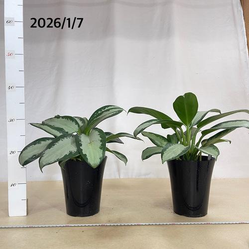 観葉植物 アグラオネマ オオサカブラック 6号(個体おまかせ1鉢