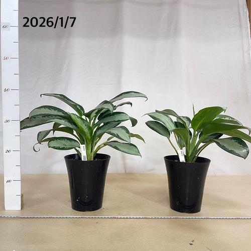 観葉植物 アグラオネマ オオサカブラック 6号(個体おまかせ1鉢