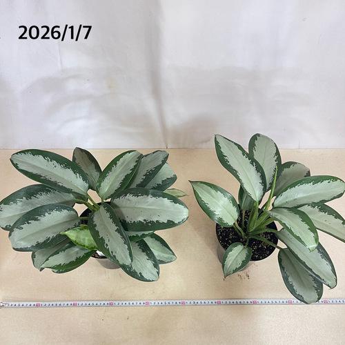 観葉植物 アグラオネマ オオサカブラック 6号(個体おまかせ1鉢