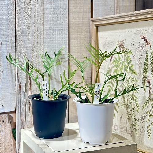 観葉植物 フィロデンドロン トルツム(トータム) 4号(個体おまかせ1鉢