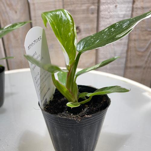 観葉植物 フィロデンドロン ホワイトプリンセス 2.5号(個体おまかせ1鉢