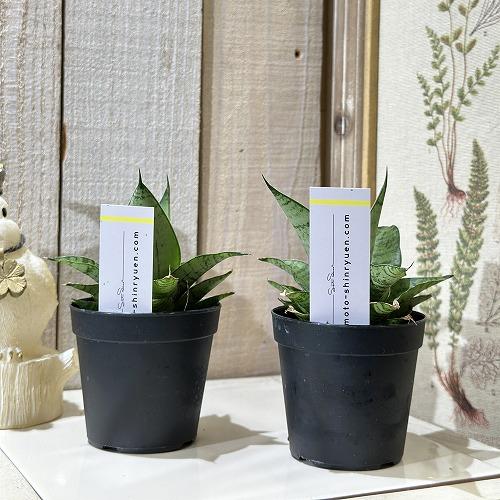 観葉植物 サンセベリア(サンスベリア) ハイブリッド 2.5号(個体