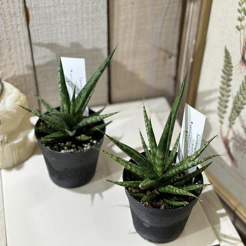 観葉植物 サンセベリア(サンスベリア) トーチ 2.5号(個体おまかせ1鉢