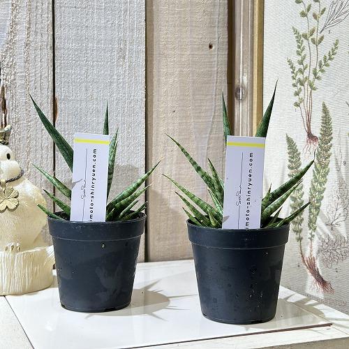観葉植物 サンセベリア(サンスベリア) トーチ 2.5号(個体おまかせ1鉢