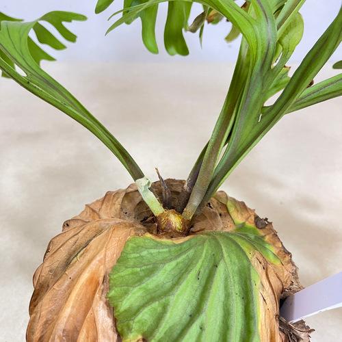 餃子右衛門様ビカクシダ★リドレイ中型株★板付き★コウモリラン★ridleyiワイ 2025.9/1〜】板付ビカクシダ P. Ridleyi dwarf silver | I