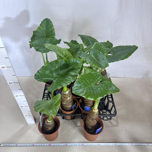 観葉植物 クワズイモ(アロカシア オドラ) 4号(個体おまかせ1鉢