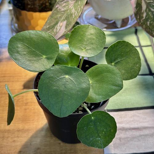 観葉植物 ピレア ペペロミオイデス(パンケーキプランツ) 3号硬質ポット