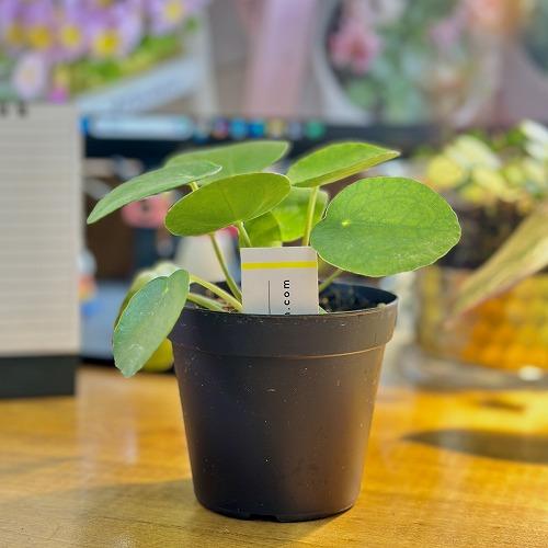 観葉植物 ピレア ペペロミオイデス(パンケーキプランツ) 3号硬質ポット