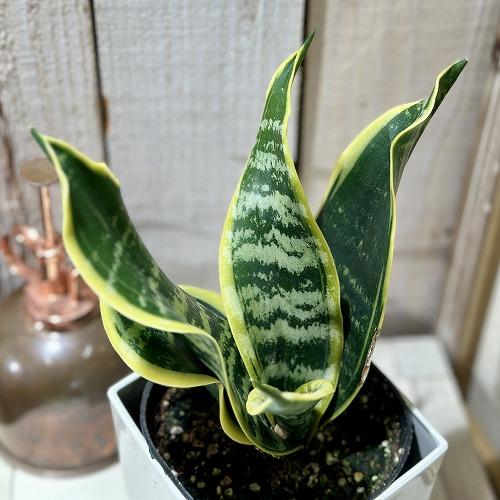 多肉植物 サンセベリア(サンスベリア) ツイスター 4号(個体おまかせ1鉢