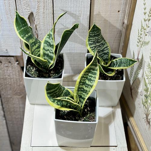 多肉植物 サンセベリア(サンスベリア) ツイスター 4号(個体