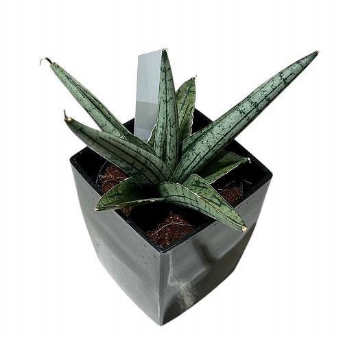 多肉植物 サンセベリア(サンスベリア) Sansevieria Helios dwarf 3号角