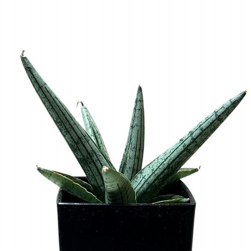 多肉植物 サンセベリア(サンスベリア) Sansevieria Helios dwarf 3号角