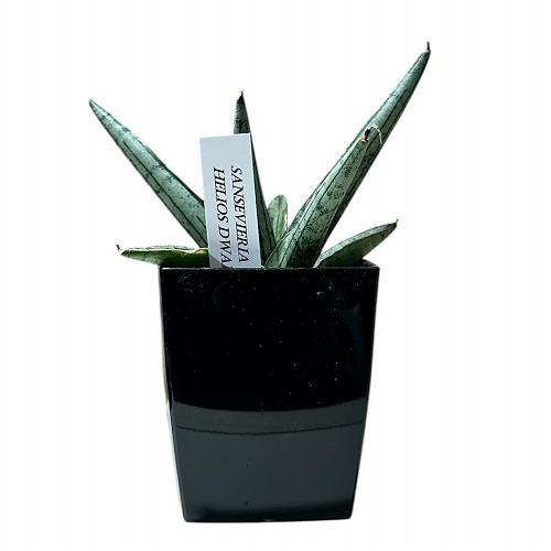 多肉植物 サンセベリア(サンスベリア) Sansevieria Helios dwarf 3号角