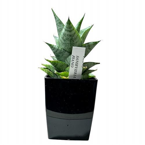 多肉植物 サンセベリア(サンスベリア) Sansevieria Piano 3号角鉢
