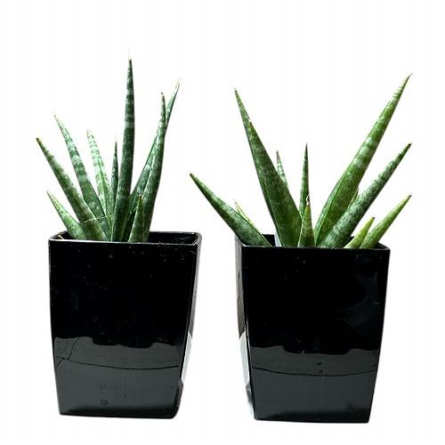 多肉植物 サンセベリア(サンスベリア) Sansevieria Dancing queen 3