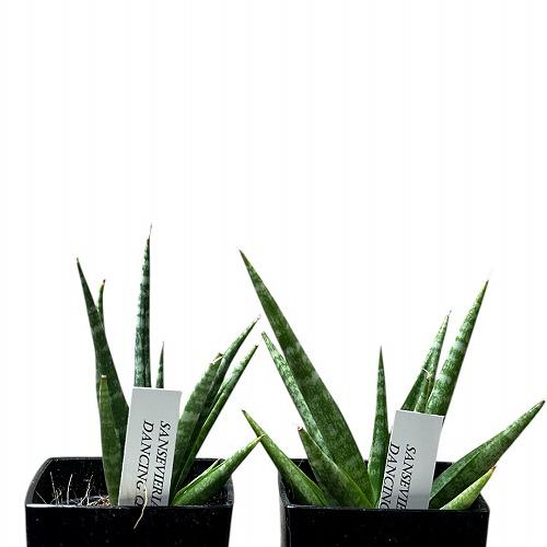 多肉植物 サンセベリア(サンスベリア) Sansevieria Dancing queen 3