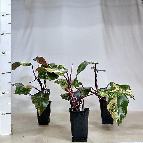 フィロデンドロン ストロベリーシェイク 3.5号ポット苗 Philodendron