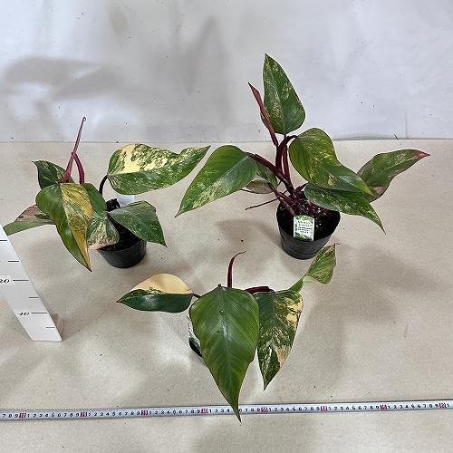 観葉植物 フィロデンドロン ストロベリーシェイク 4号ポット(個体