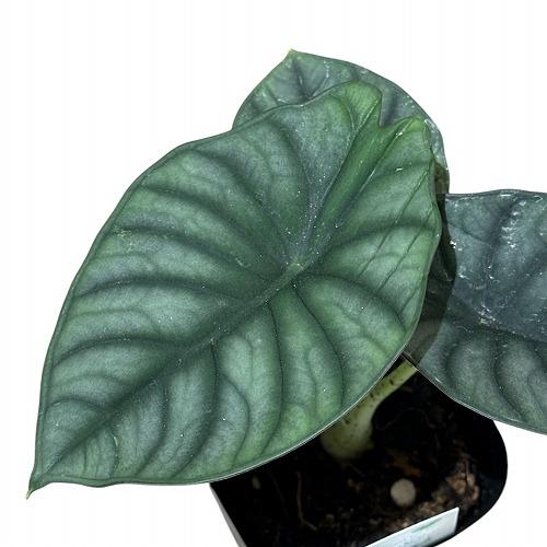 希少 アロカシア ネブラ アルボ 観葉植物 【葉傷みあり】アロカシア シルバーネブラ 3.5号(現品