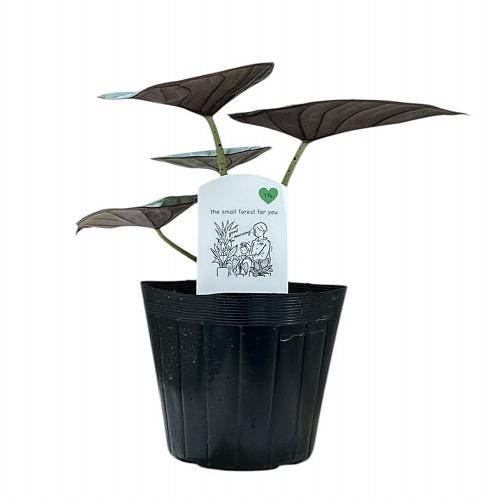 観葉植物 【葉傷みあり】アロカシア シルバーネブラ 3.5号(現品