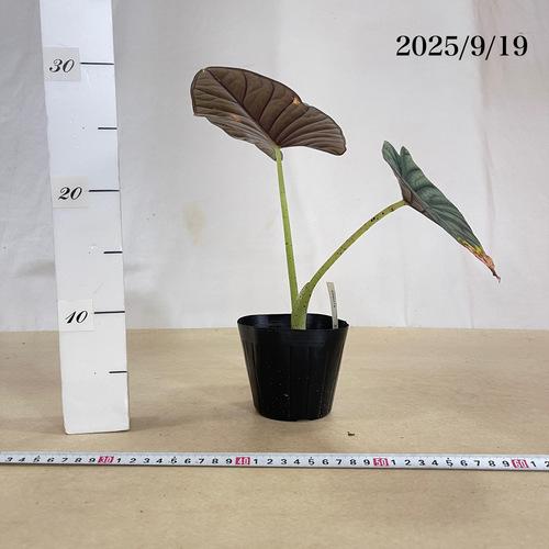 観葉植物 【葉傷みあり】アロカシア シルバーネブラ 3.5号(現品