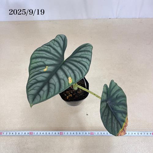 希少 アロカシア ネブラ アルボ 吉本花城園 アロカシア エレイン エレーン ネブラ 観葉植物 珍しい品種