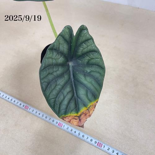 観葉植物 【葉傷みあり】アロカシア シルバーネブラ 3.5号(現品