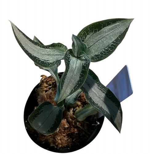 洋ラン 洋蘭 レア品種 ジュエルオーキッド Aspidogyne argentea 2号