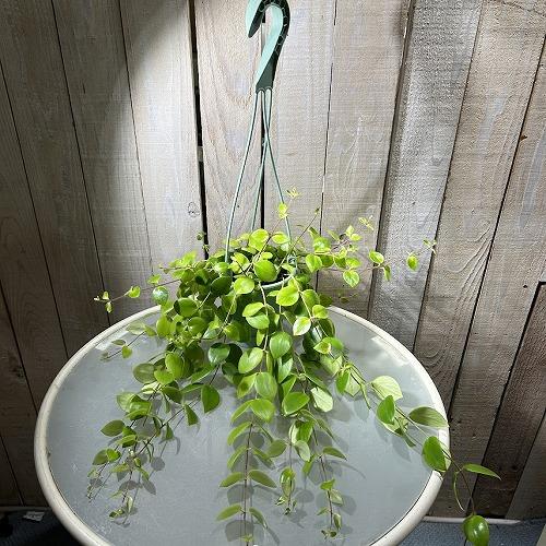 観葉植物 エスキナンサス トリコロル(トリコロール) 3.5号吊り鉢(個体