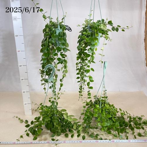 観葉植物 エスキナンサス トリコロル(トリコロール) 3.5号吊り鉢(個体