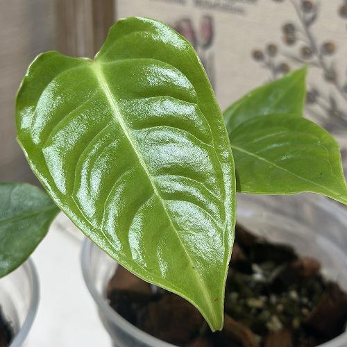 観葉植物 アンスリウム ベイチー(Veitchii) 3.5号透明鉢(個体おまかせ1